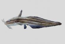 鳗鲶是什么鱼？