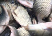 工程鲫最大能长多大？