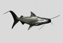 黄体短平口鲶是什么鱼？