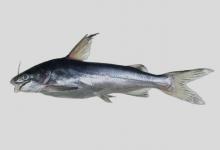 硬头海鲶是什么鱼？