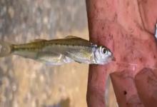 斑点蛇鮈是什么鱼？