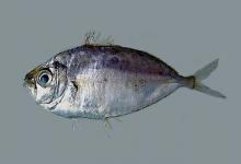 粗纹马鲾是什么鱼？