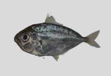 小牙鲾是什么鱼？