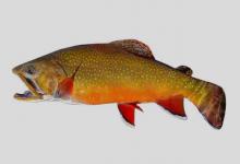 美洲红点鲑是什么鱼？