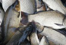 工程鲫是鲤鱼和鲫鱼杂交的吗？