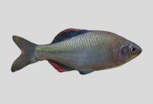 矛形田中鳑鲏是什么鱼？