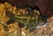 瓦氏黄颡鱼是什么鱼？