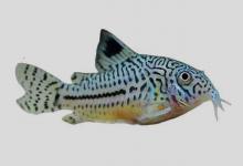 三线兵鲶是什么鱼？