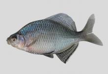 斜方鱊是什么鱼？