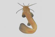 金氏䱀是什么鱼？