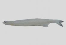 居氏银鱼是什么鱼？