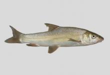 怒江裂腹鱼是什么鱼？