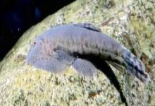 短身间吸鳅是什么鱼？