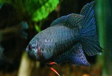 越南黑叉尾斗鱼是什么鱼？