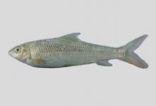 扁嘴弓鱼是什么鱼？