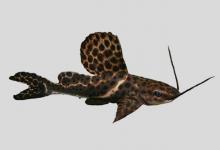 绣滑油鲶是什么鱼？