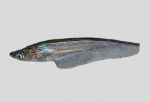 半鲶是什么鱼？