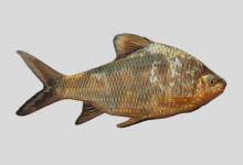 卵形白甲鱼是什么鱼？