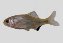 黑斑鱊是什么鱼？