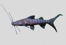 普氏鸭嘴鲶是什么鱼？