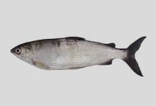 恼白鲑是什么鱼？