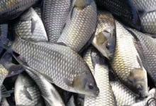 方正银鲫是什么鱼？