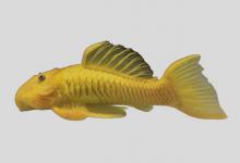 橘色副钩鲶是什么鱼？