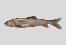 黄河裸裂尻鱼是什么鱼？