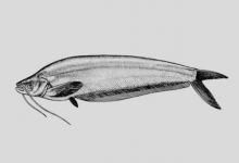 滨河缺鳍鲶是什么鱼？