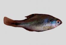 暗色鳑鲏是什么鱼？