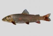 图们江细鳞鲑是什么鱼？