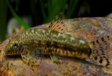 拟平鳅是什么鱼？