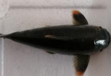 桥街墨头鱼是什么鱼？