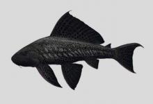 热带锉甲鲶是什么鱼？