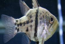 弓线天竺鲷是什么鱼？