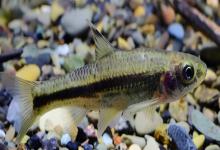 短须颌须鮈是什么鱼？