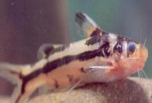 条纹鮠是什么鱼？