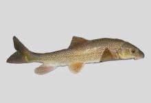 新疆裸重唇鱼是什么鱼？