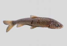 前腹裸裂尻鱼是什么鱼？