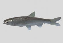 伍氏半䱗是什么鱼？