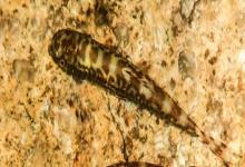 广西华平鳅是什么鱼？