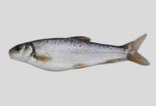 小裂腹鱼是什么鱼？