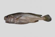 突吻叫姑鱼是什么鱼？