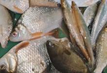 高背鲫一年能长多大？