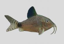 原栖兵鲶是什么鱼？