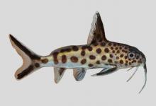 黑腹歧须鮠是什么鱼？