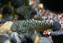 圆斑拟腹吸鳅是什么鱼？