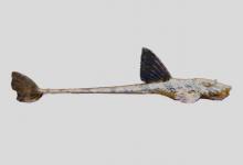 莫氏锉甲鲶是什么鱼？