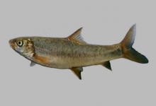 中华裂腹鱼是什么鱼？