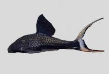 喜渊巴拉圭鲶是什么鱼？